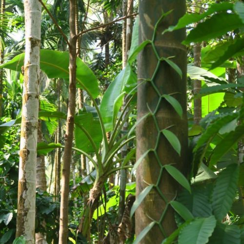 Stock photo of vanilla planifolia vine growing at spice farm in Goa, India, for its acclaimed vanilla pods, which when harvested, are used to flavouring cakes and various cooking uses.