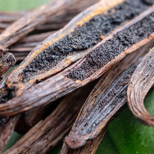 Vanilla grown